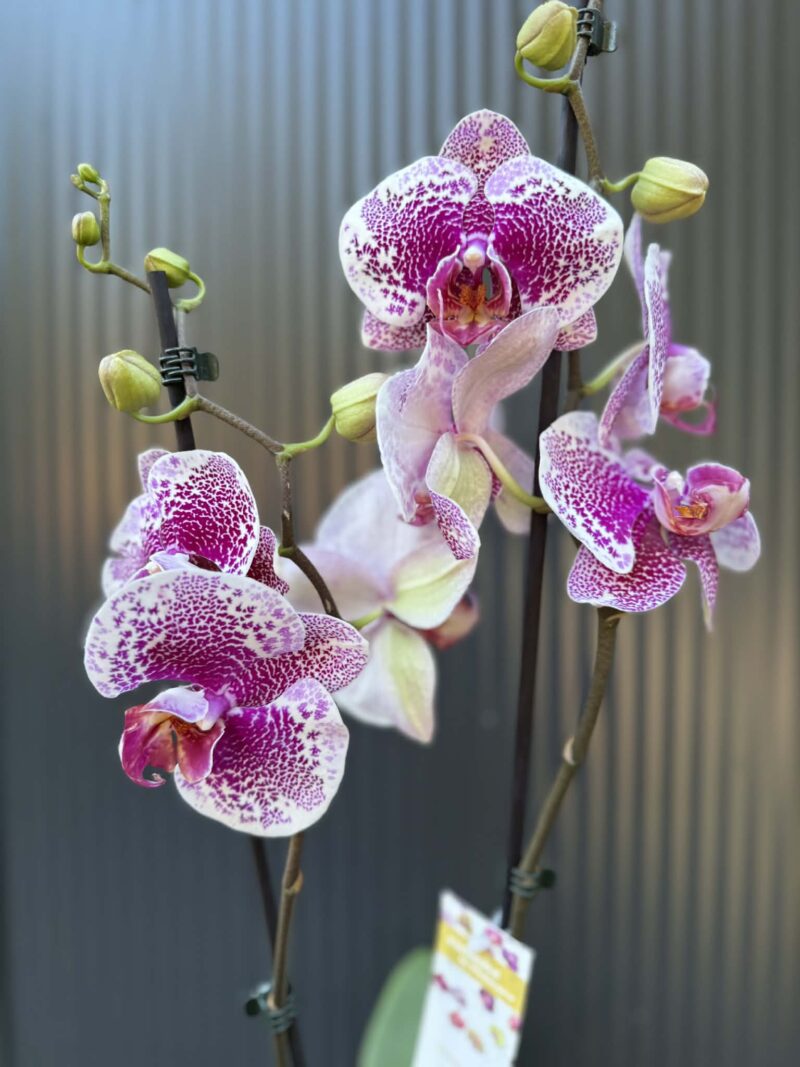 Phalaenopsis Golden Poker Leopard | Storczyk