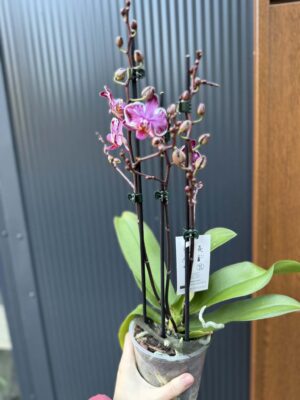 Phalaenopsis Younghome Kaleido | Storczyk