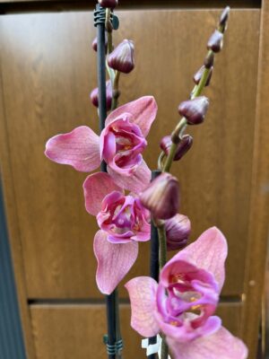Phalaenopsis Limited 08 przekwitający