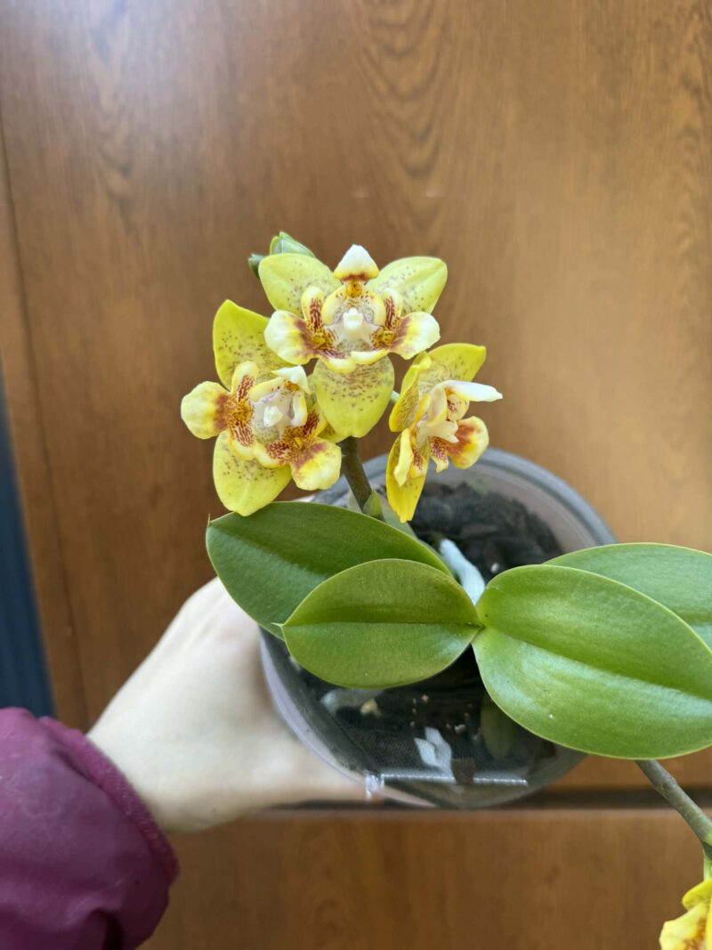 Phalaenopsis (Yaphon Perfume × Brother Sara Gold) ‘Yaphon ES-1’ | Storczyk