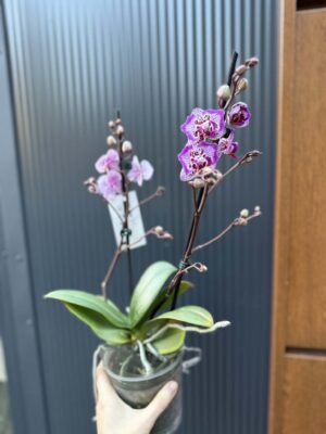 Phalaenopsis Formosa Cranberry ‘Peloric’ | Storczyk
