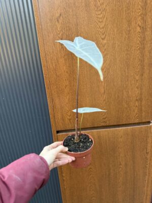 Alocasia Longiloba Silver