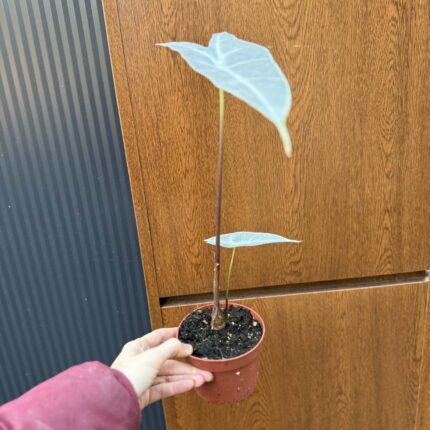 Alocasia Longiloba Silver