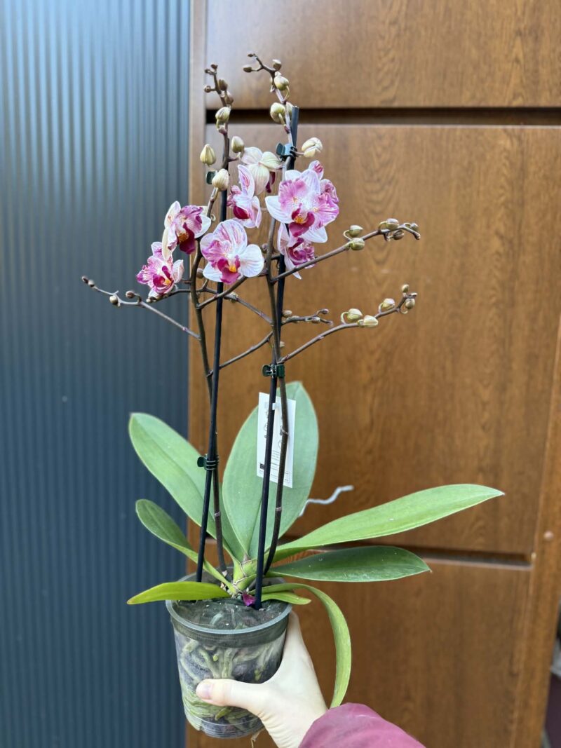 Phalaenopsis Crazy Daisy ‘Peloric’ | storczyk przekwitający