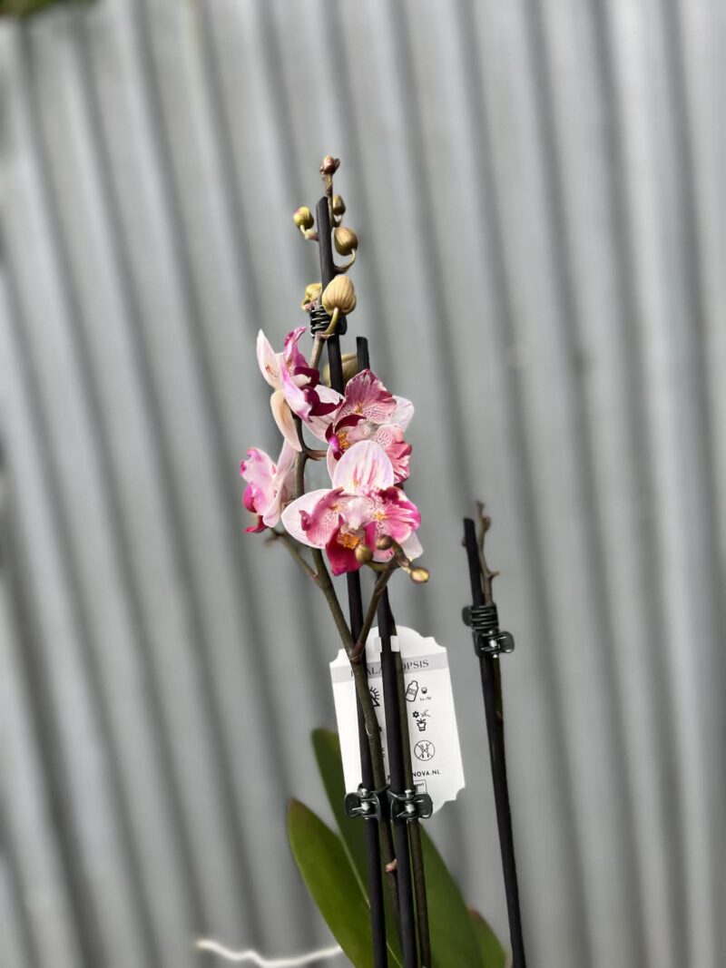Phalaenopsis Crazy Daisy ‘Peloric’ | storczyk przekwitający
