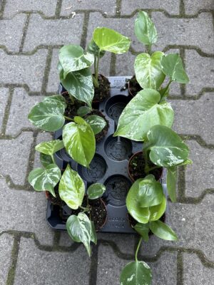 Monstera Bulbasaur