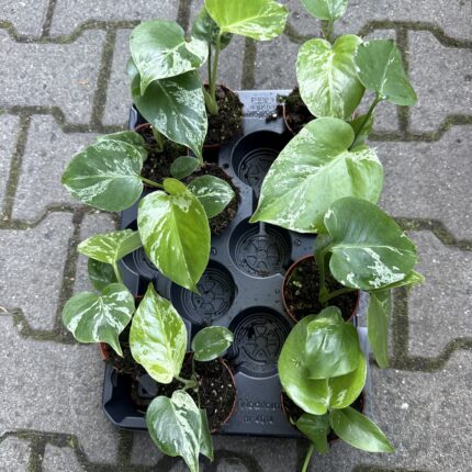 Monstera Bulbasaur