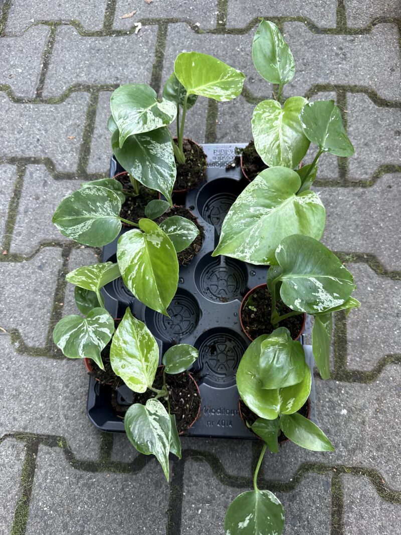 Monstera Bulbasaur