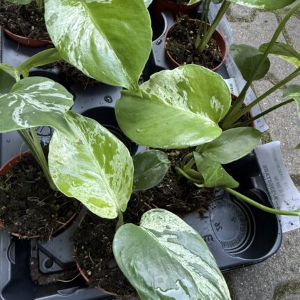 Monstera Bulbasaur