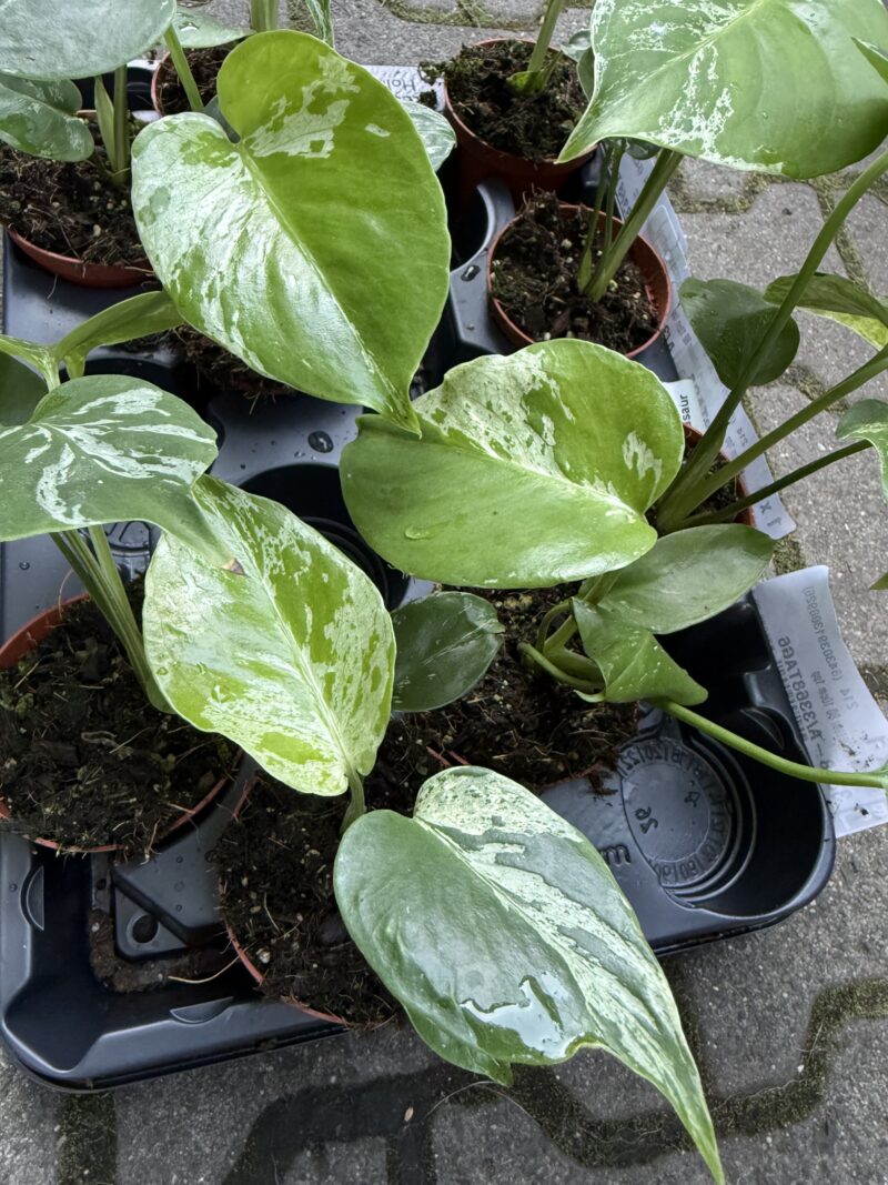 Monstera Bulbasaur Monstera Bulbasaur