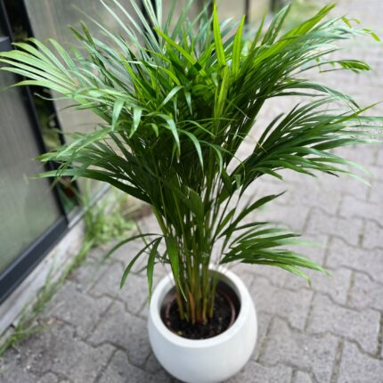 Areca – Dypsis lutescens | Palma areka