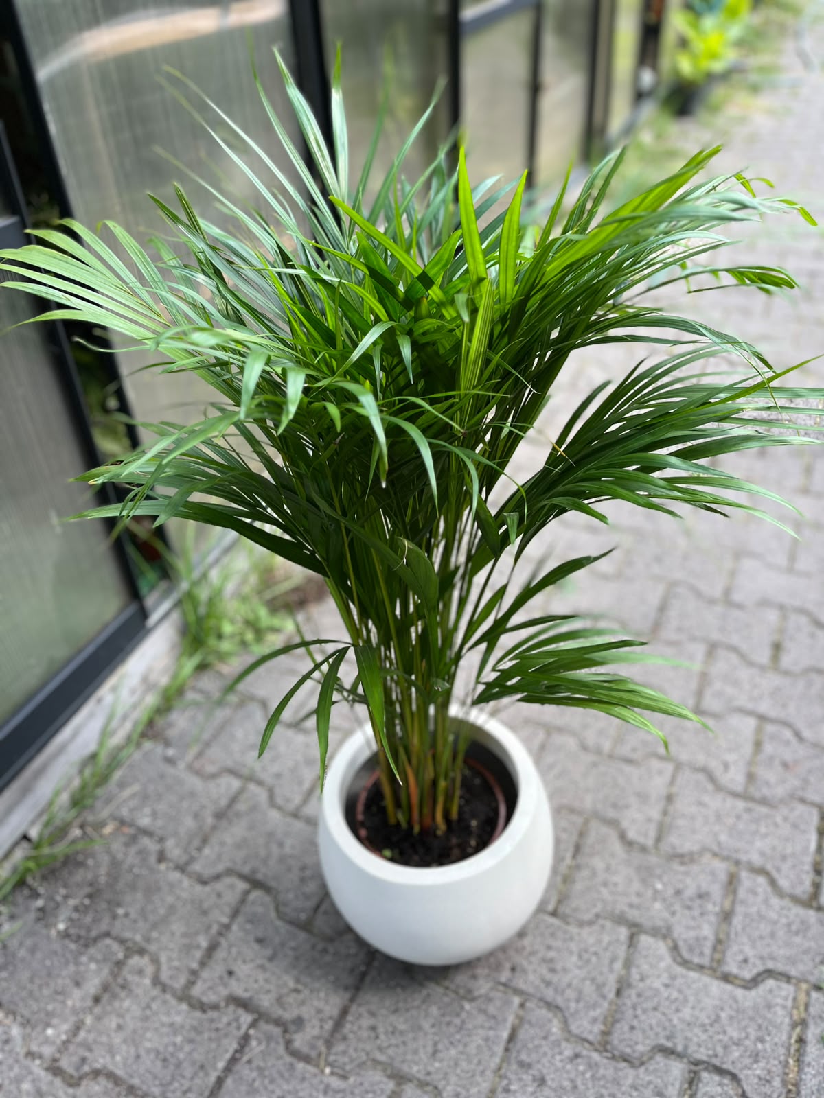 Areca – Dypsis lutescens | Palma areka