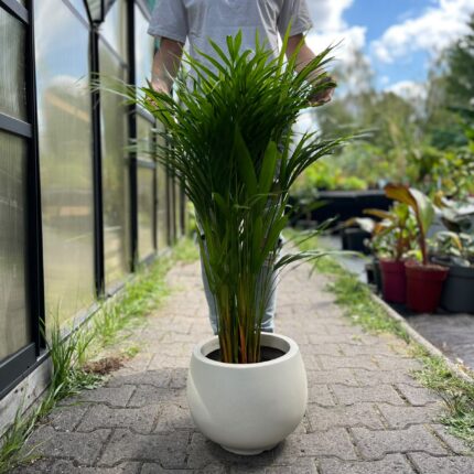 Areca – Dypsis lutescens | Palma areka