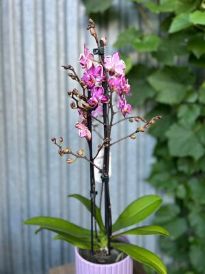 Phalaenopsis Younghome Kaleido | Storczyk