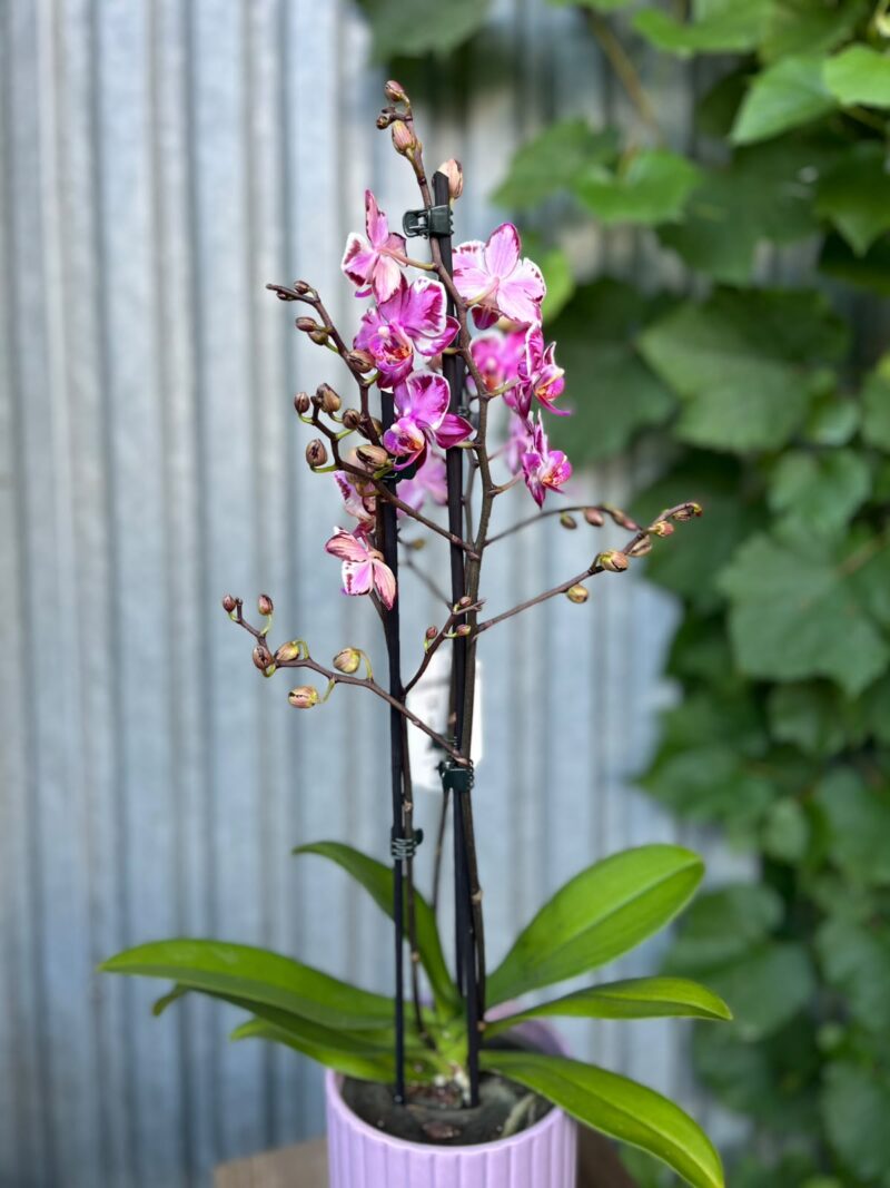 Phalaenopsis Younghome Kaleido | Storczyk