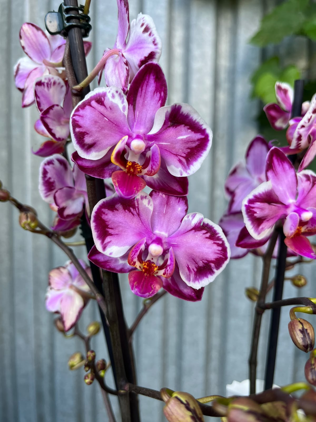 Phalaenopsis Younghome Kaleido | Storczyk