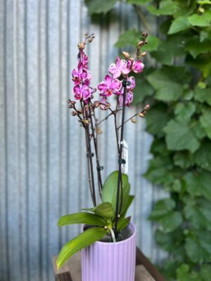 Phalaenopsis Younghome Kaleido | Storczyk