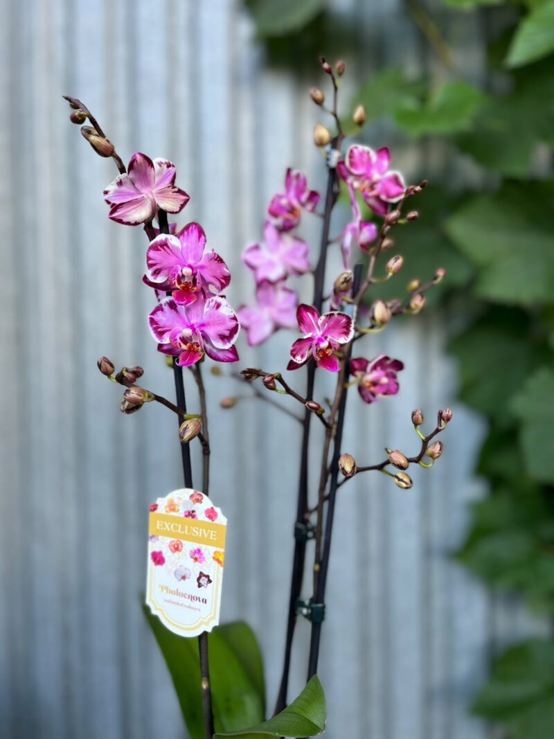 Phalaenopsis Younghome Kaleido | Storczyk