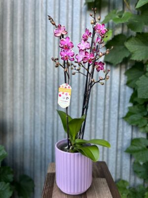 Phalaenopsis Younghome Kaleido | Storczyk