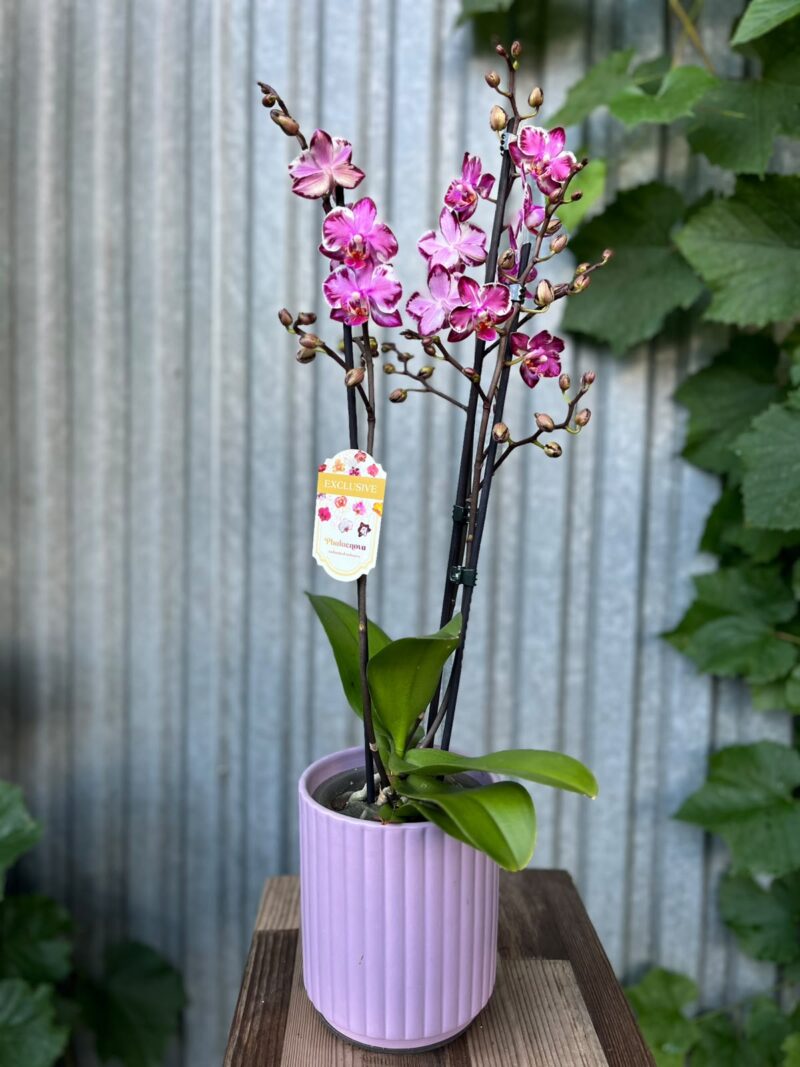 Phalaenopsis Younghome Kaleido | Storczyk