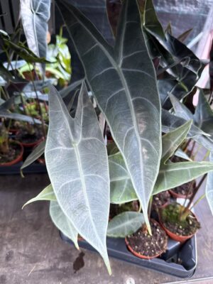 Alocasia Longiloba Silver