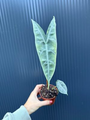Alocasia Longiloba Silver