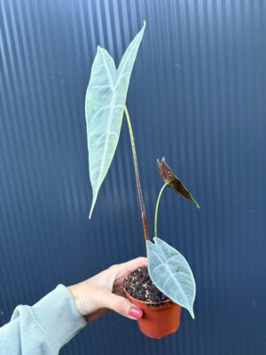 Alocasia Longiloba Silver