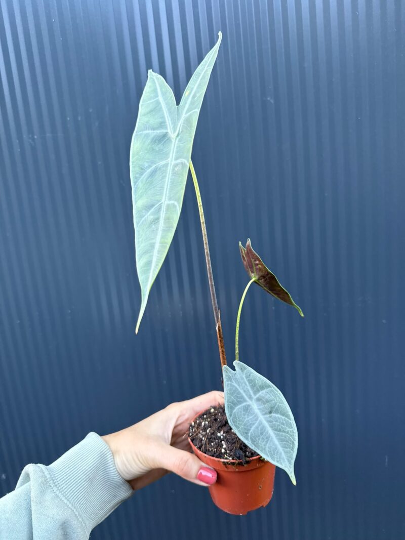 Alocasia Longiloba Silver