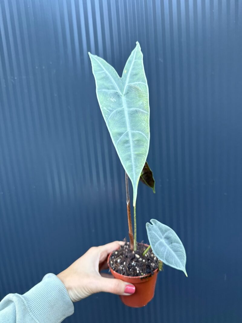 Alocasia Longiloba Silver