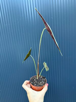 Alocasia Longiloba Silver