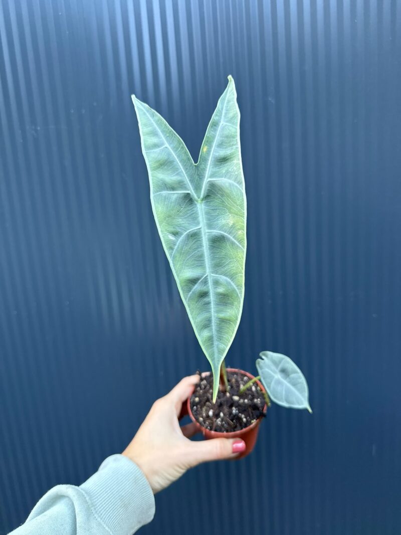 Alocasia Longiloba Silver