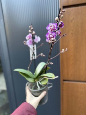 Phalaenopsis Formosa Cranberry ‘Peloric’ | Storczyk