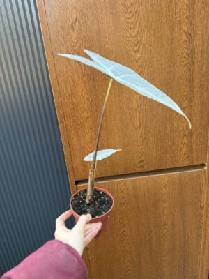 Alocasia Longiloba Silver