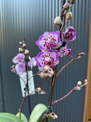 Phalaenopsis Formosa Cranberry ‘Peloric’ | Storczyk