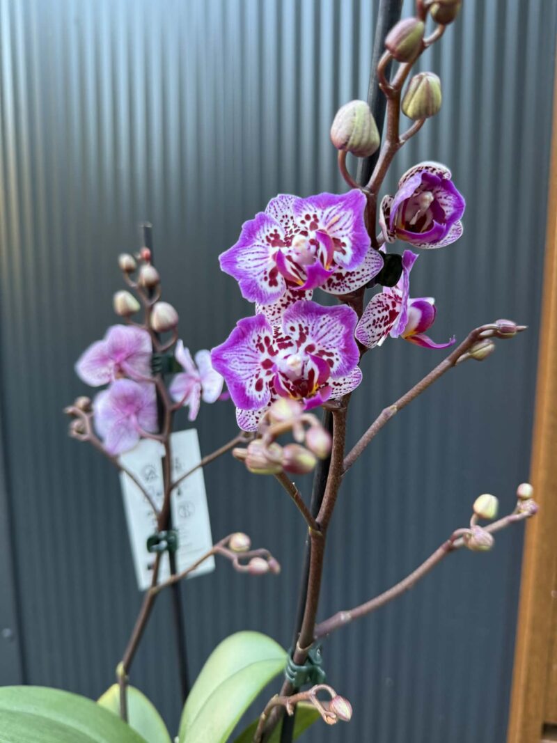 Phalaenopsis Formosa Cranberry ‘Peloric’ | Storczyk
