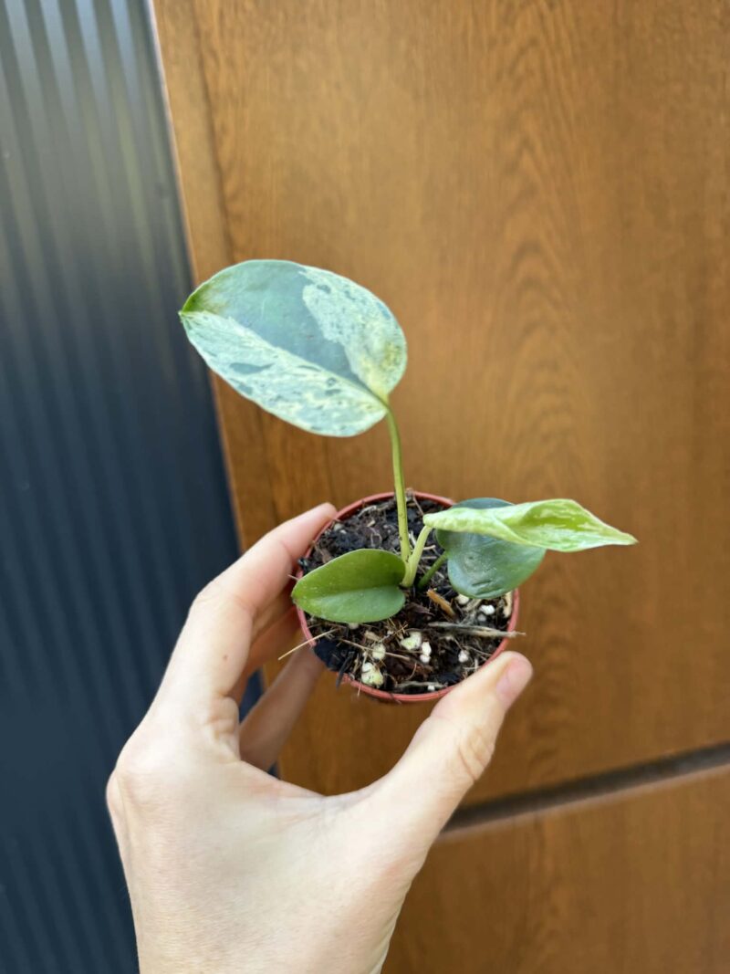 Monstera Bulbasaur