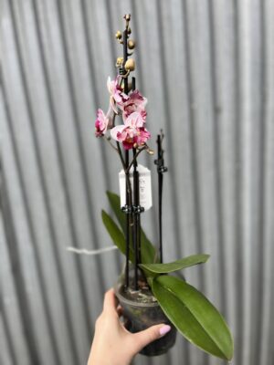 Phalaenopsis Crazy Daisy ‘Peloric’ | storczyk przekwitający