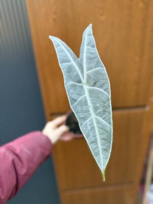 Alocasia Longiloba Silver