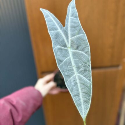 Alocasia Longiloba Silver