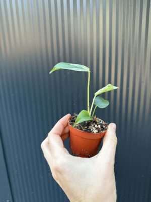 Monstera Bulbasaur