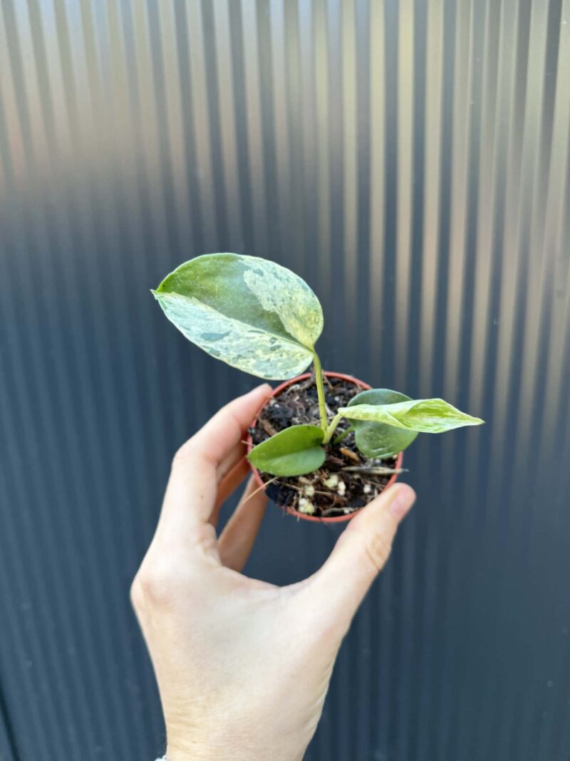 Monstera Bulbasaur