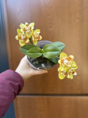 Phalaenopsis (Yaphon Perfume × Brother Sara Gold) ‘Yaphon ES-1’ | Storczyk