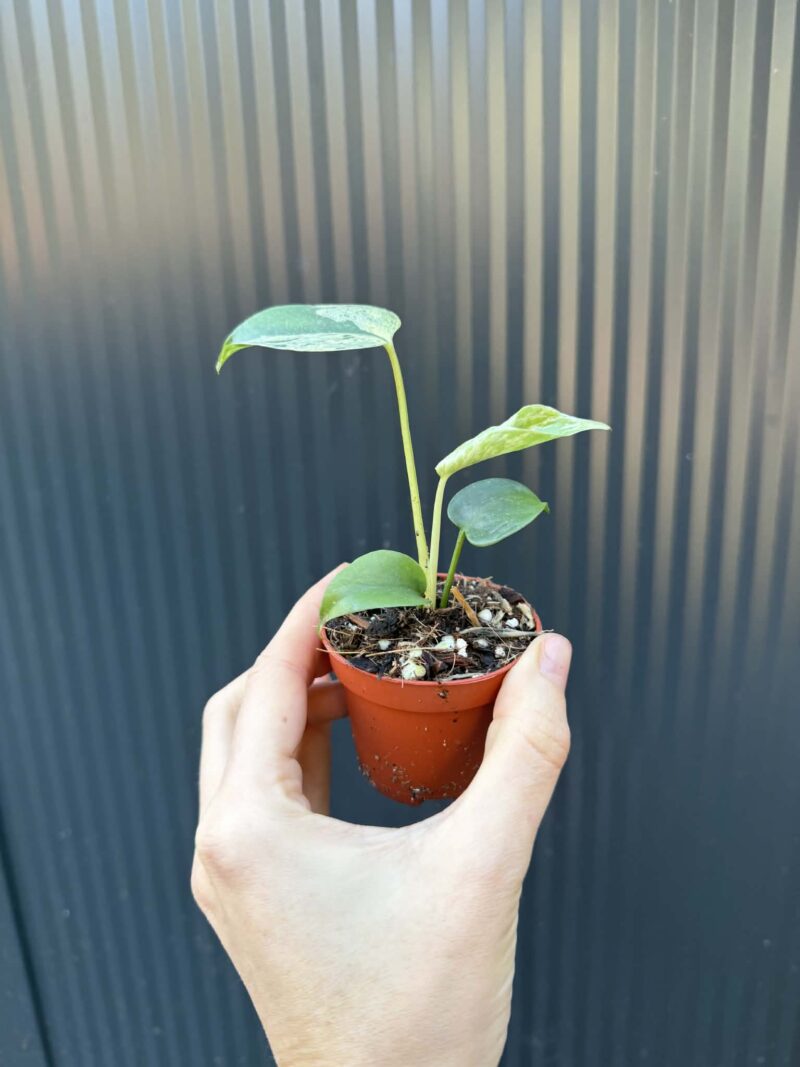 Monstera Bulbasaur