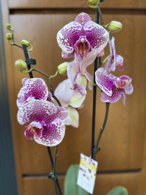 Phalaenopsis Golden Poker Leopard | Storczyk