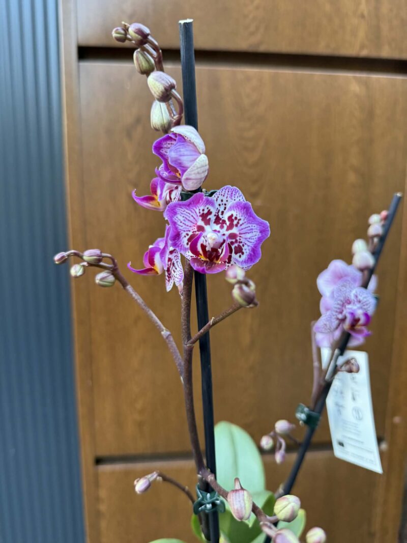 Phalaenopsis Formosa Cranberry ‘Peloric’ | Storczyk