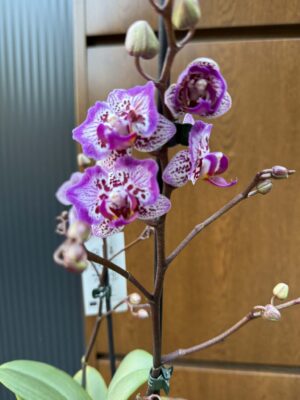 Phalaenopsis Formosa Cranberry ‘Peloric’ | Storczyk