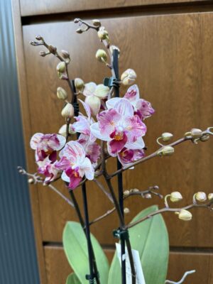 Phalaenopsis Crazy Daisy ‘Peloric’ | storczyk przekwitający