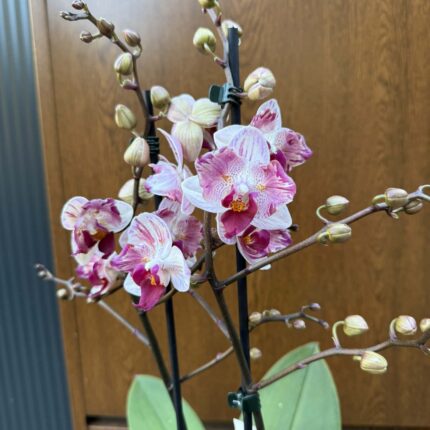 Phalaenopsis Crazy Daisy ‘Peloric’ | storczyk przekwitający