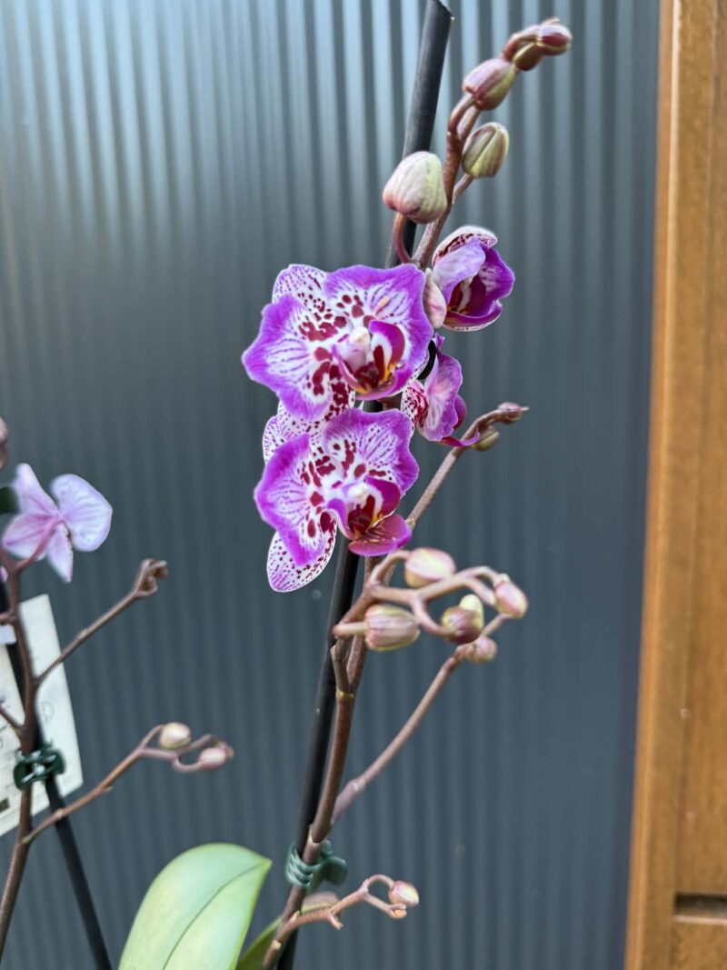Phalaenopsis Formosa Cranberry ‘Peloric’ | Storczyk