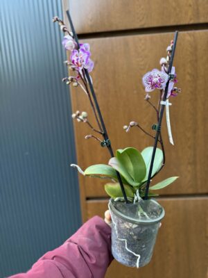 Phalaenopsis Formosa Cranberry ‘Peloric’ | Storczyk
